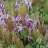 Elfenblume (Epimedium grandiflorum 'Lilafee')
