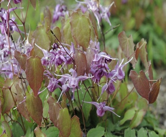 Elfenblume (Epimedium grandiflorum 'Lilafee')