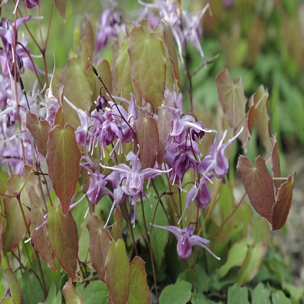 Elfenblume (Epimedium grandiflorum 'Lilafee')