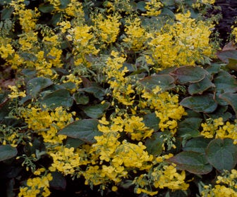 Elfenblume (Epimedium perralderianum)