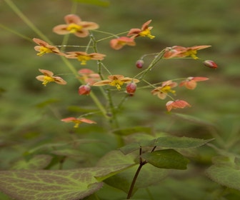 Elfenblume (Epimedium pubigerum 'Orangekönigin')
