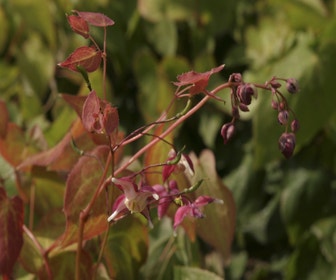 Elfenblume (Epimedium rubrum)