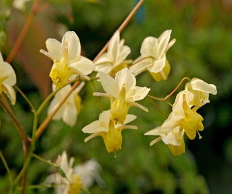 Elfenblume (Epimedium versicolor 'Sulphureum')