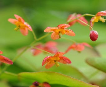 Elfenblume (Epimedium warleyense)