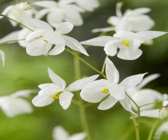 Elfenpflanze (Epimedium youngianum 'Niveum')