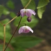 Elfenblume (Epimedium youngianum 'Roseum')