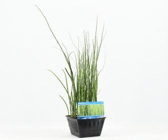 Holzpfeife (Equisetum japonica)