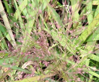 Liebesgras (Eragrostis spectabilis)