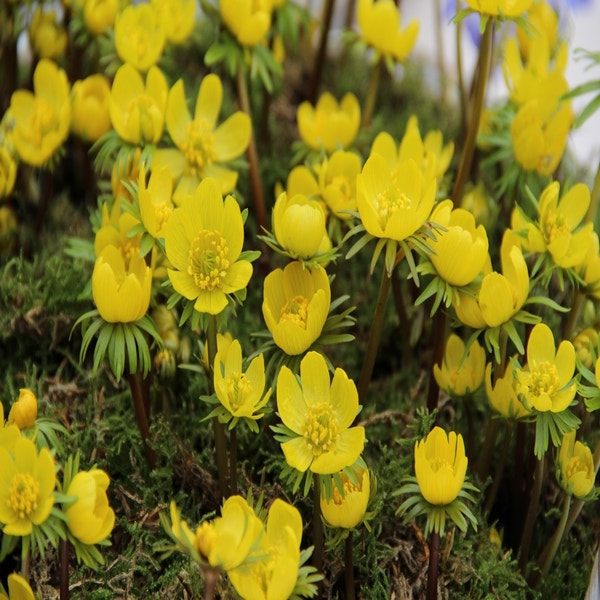 Dichelostemma ida-maia (Winterakoniet)
