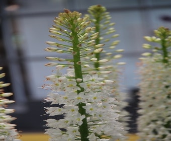 Cleopatra-Nadel (Eremurus himalaicus)