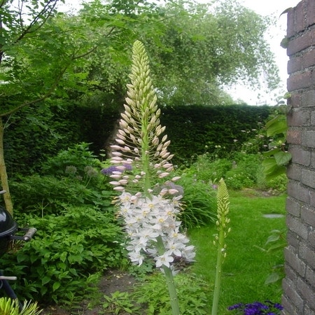 Eremurus robustus (Naald van Cleopatra)