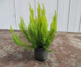 Goldblättrige Baumheide (Erica arborea 'Albert's Gold')
