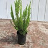 Weiße Baumheide (Erica arborea 'Alpina')