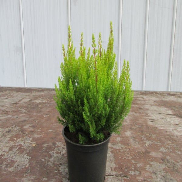 Erica arborea 'Estrella Gold' C2