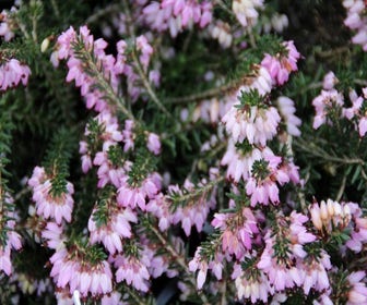 Rote Winterheide (Erica carnea 'December Red')