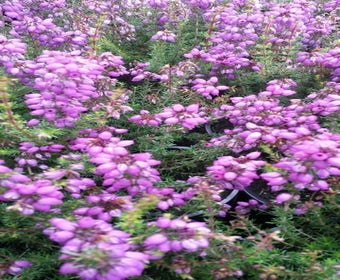Heide (Erica cinerea 'Pallas')