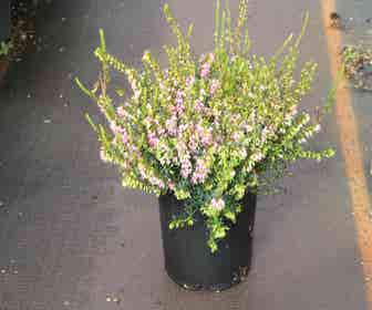 Winterheide lila-rosa (Erica darleyensis 'Darley Dale')