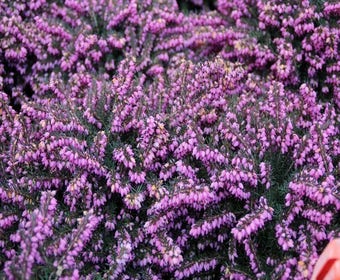 Rote Winterheide (Erica darleyensis 'Kramer's Rote')