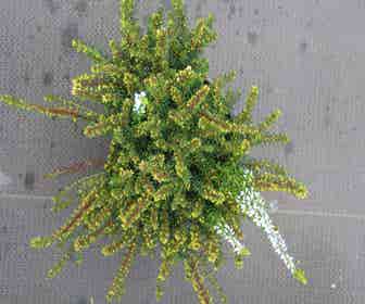 Winterheide lila (Erica darleyensis 'Spring Surprise')