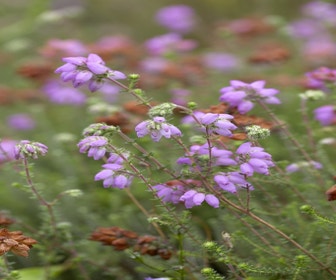 Gewöhnliche Glockenheide (Erica tetralix)