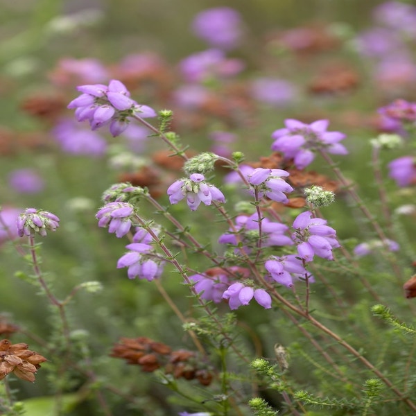 Gewöhnliche Glockenheide (Erica tetralix)