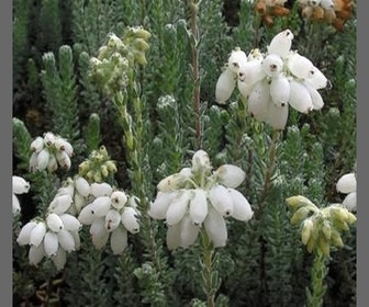 Gewöhnliche Glockenheide (Erica tetralix 'Alba')