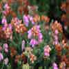 Dopheide Rose (Erica tetralix ''Tina'')