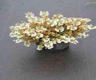 Wanderheide weiß (Erica vagans ''Lyonesse'')