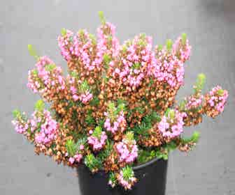 Wanderheide Rosarot (Erica vagans ''Mrs.D.F.Maxwell'')