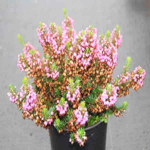 Zwerfheide rozerood (Erica vagans ''Mrs.D.F.Maxwell'') 15/20cm P12