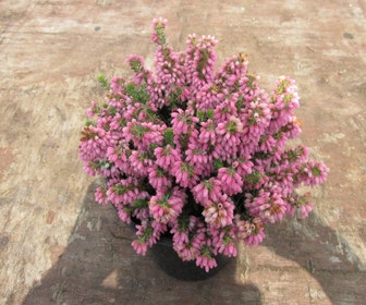 Wanderheide (Erica williamsii 'Ken Wilson')