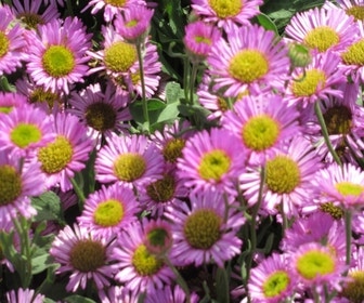 Fijnstrahl (Erigeron glaucus 'Sea Breeze')