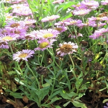 Erigeron glaucus 'See Breeze'