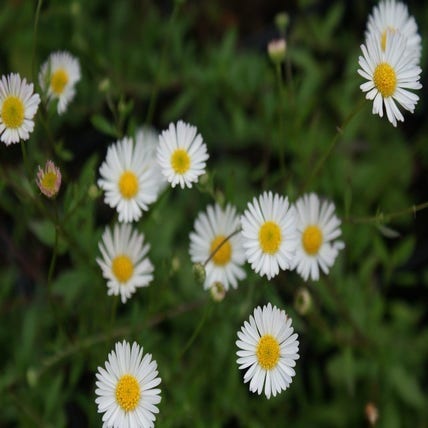 Fijnstraal (Erigeron karvinskianus) BIO