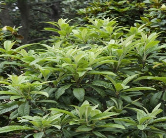 Japanische Mispel (Eriobotrya japonica)