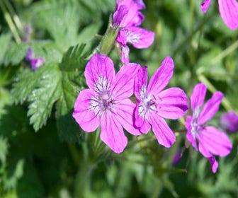 Reiherschnabel (Erodium manescavii)
