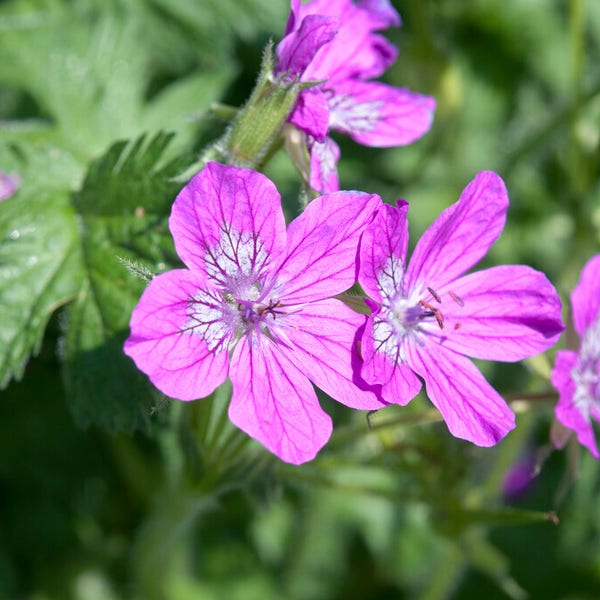 Reiherschnabel (Erodium manescavii)