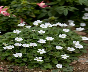 Storchschnabel (Erodium variabile 'Album')