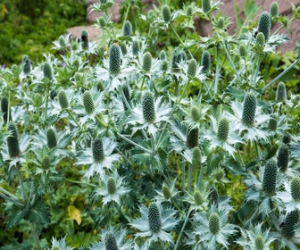 Kreuzdistel (Eryngium giganteum)