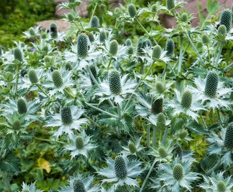 Kreuzdistel (Eryngium giganteum)