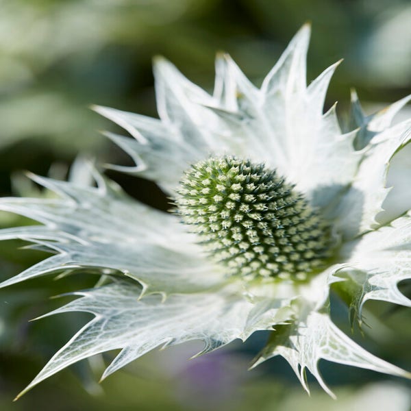 Kruis distel (Eryngium giganteum 'Silver Ghost')