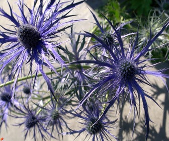 Kreuzdistel (Eryngium 'Pen Blue')
