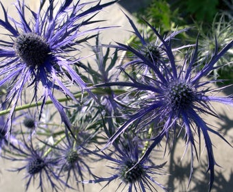 Kreuzdistel (Eryngium 'Pen Blue')