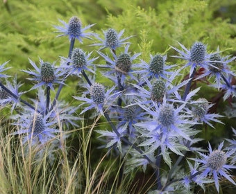 Blaue Distel (Eryngium planum)
