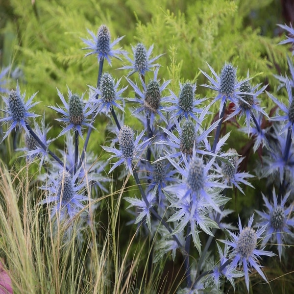 Blaue Distel (Eryngium planum) BIO