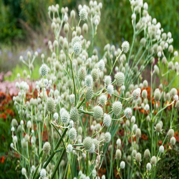 Kruis distel (Eryngium yuccifolium)
