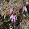 Hunds-Zahn (Erythronium dens-canis)