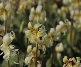 Hundsstern (Erythronium tuolumnense 'White Beauty')