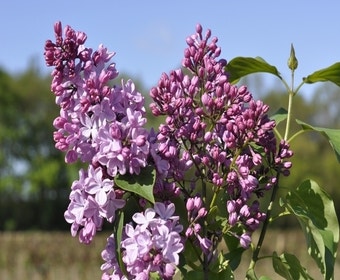 Flieder (Syringa vulgaris hyacinthiflora 'Esther Staley')