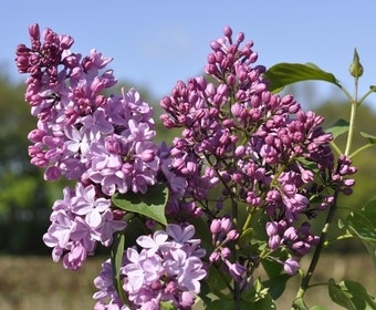 Flieder (Syringa vulgaris hyacinthiflora 'Esther Staley')